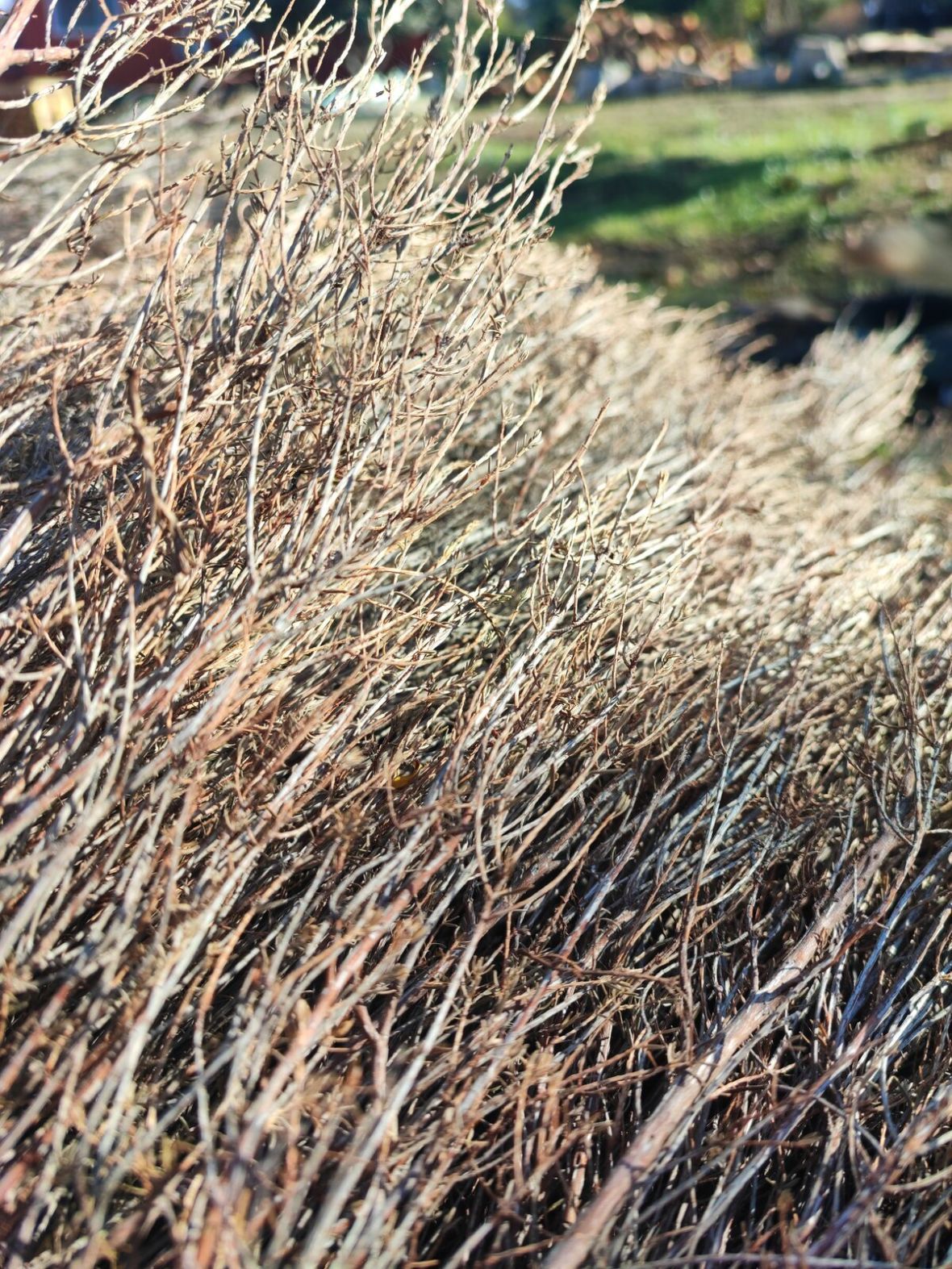 Brezo natural